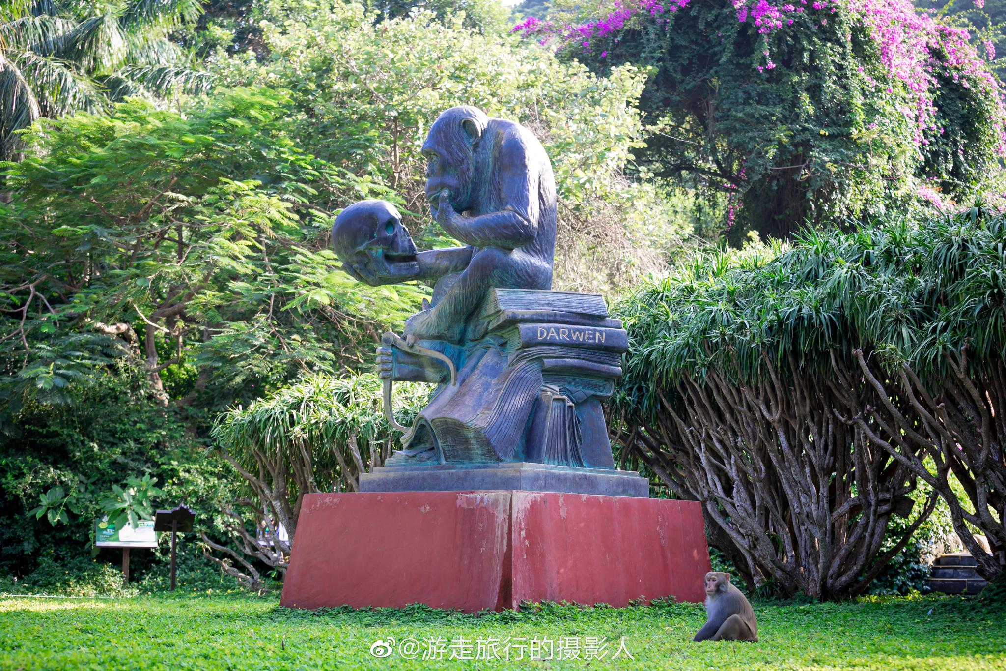 三亚陵水南湾猴岛,猴子的天堂,亲子的乐园,这里有很多种类的猴子