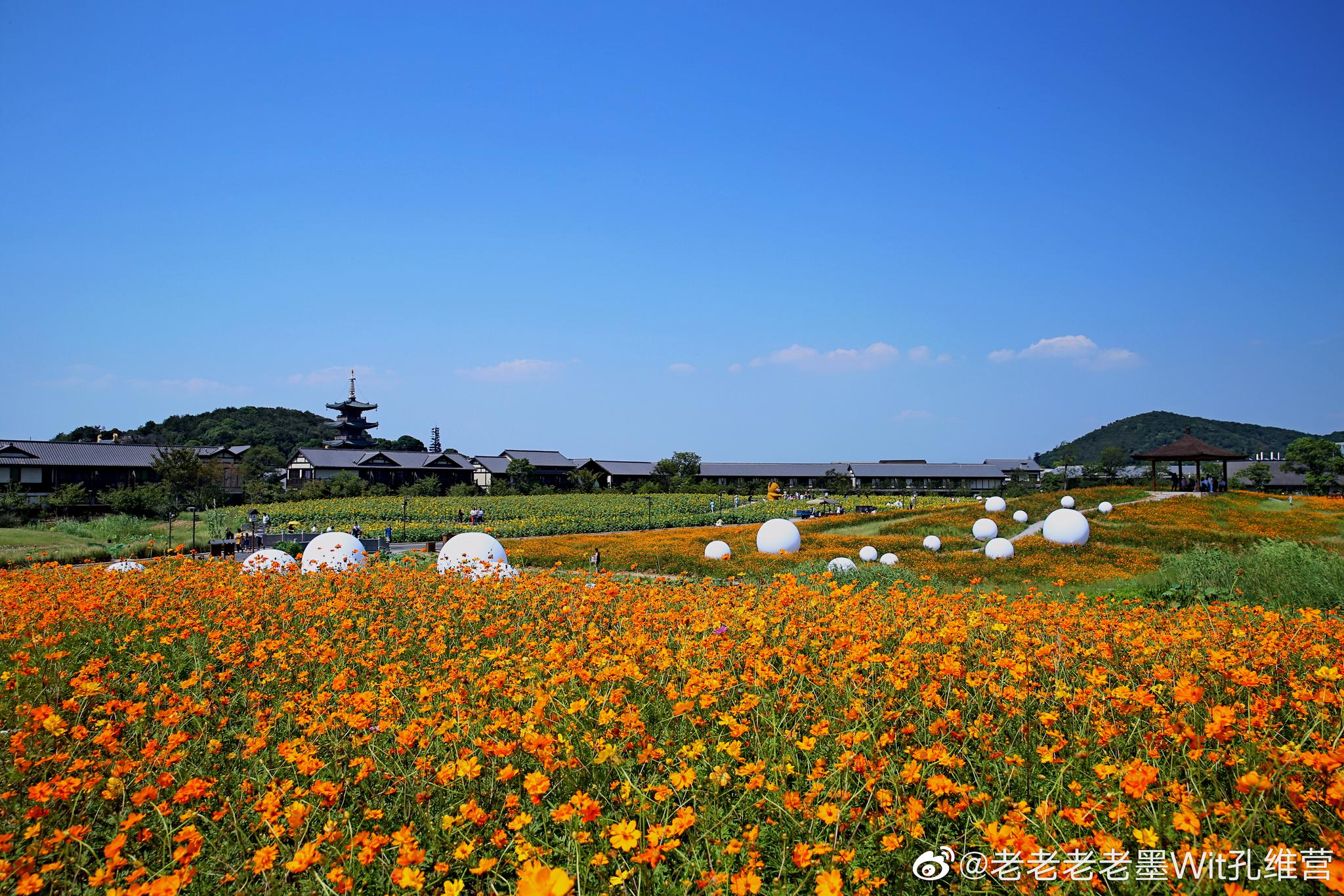 无锡拈花湾的梵天花海现在正在盛开,今年还没有来得及去看看