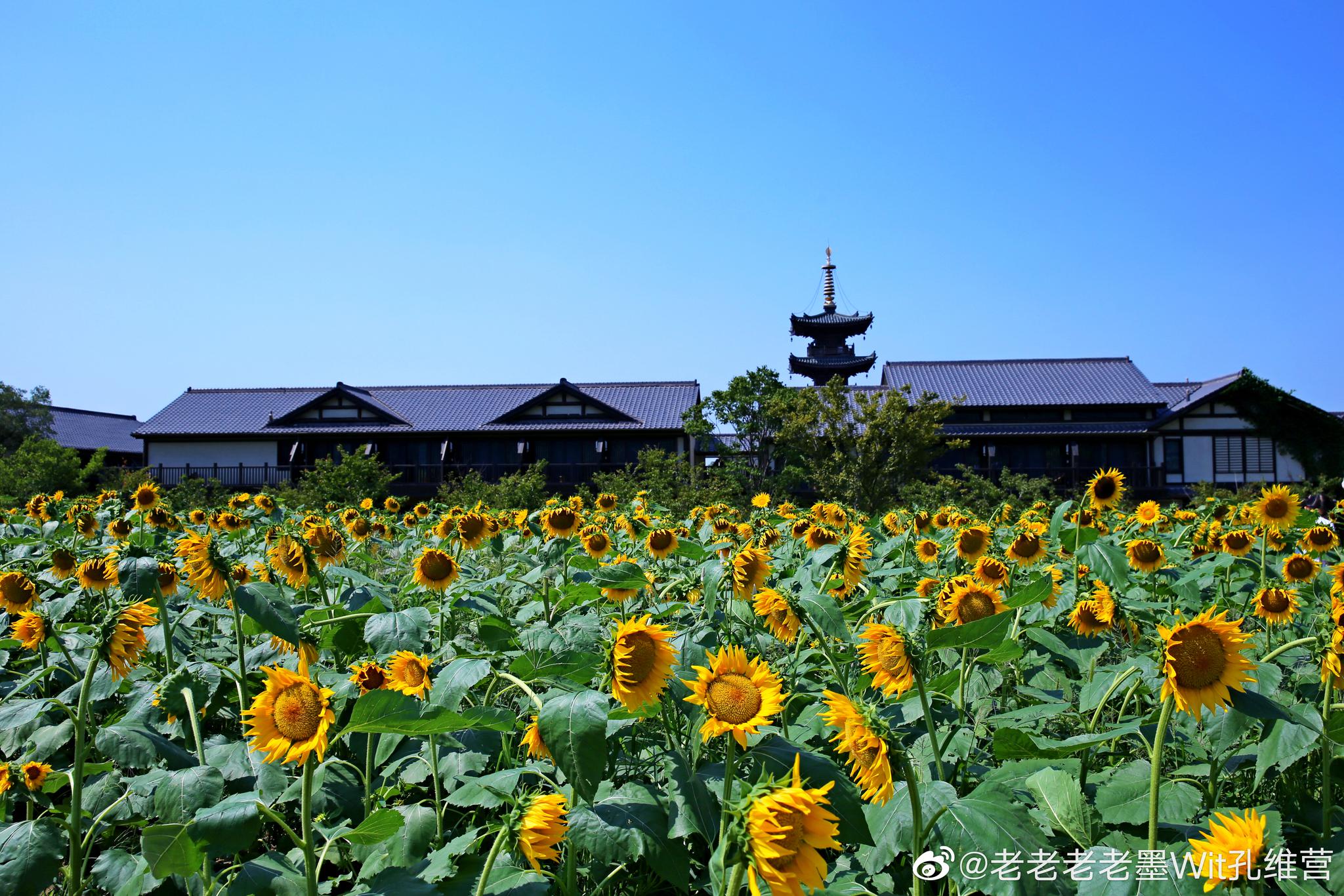 花湾寻梦图片