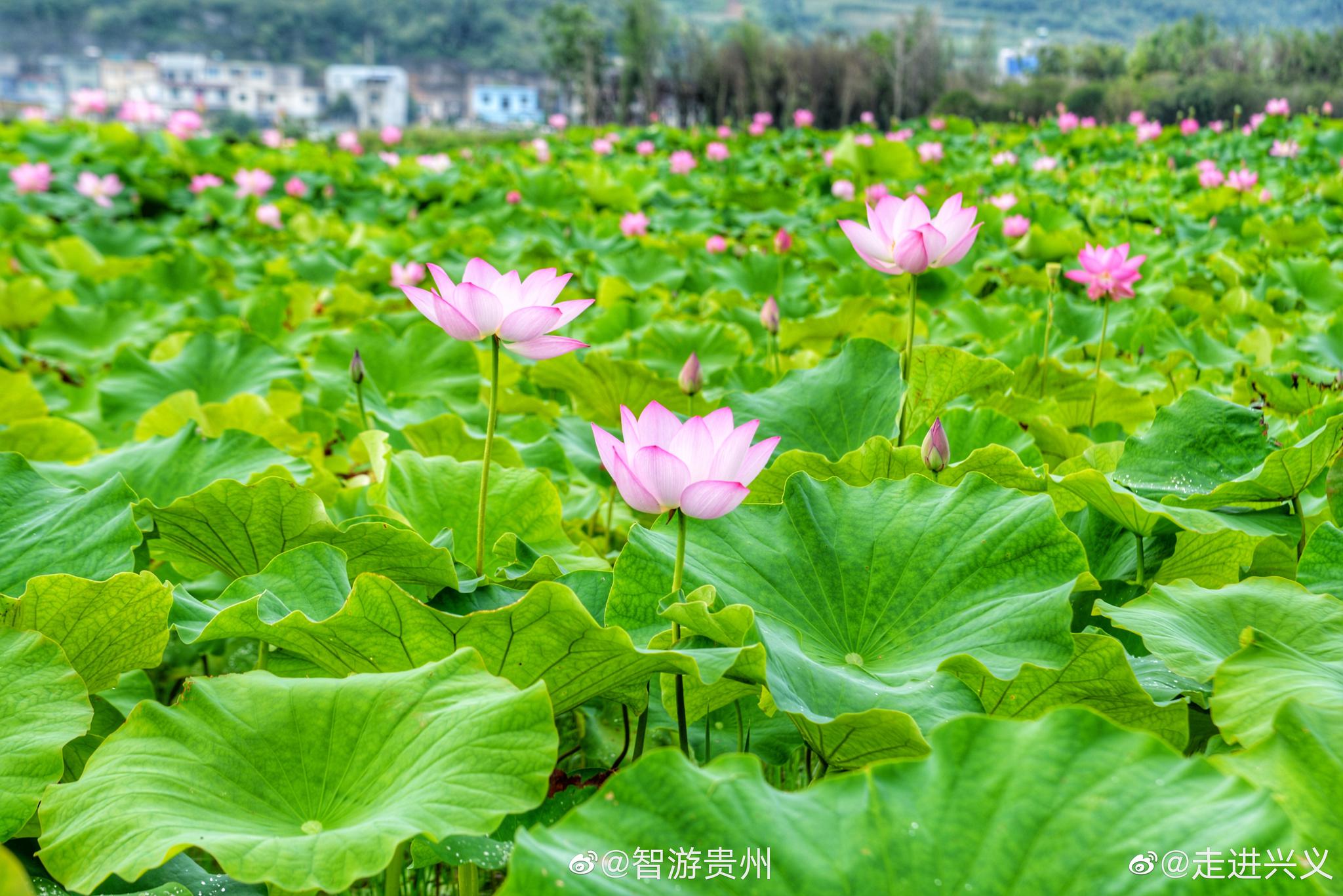 盛夏时节,安龙招堤的十里荷花进入盛开期,吸引八方游客前来游招堤,赏