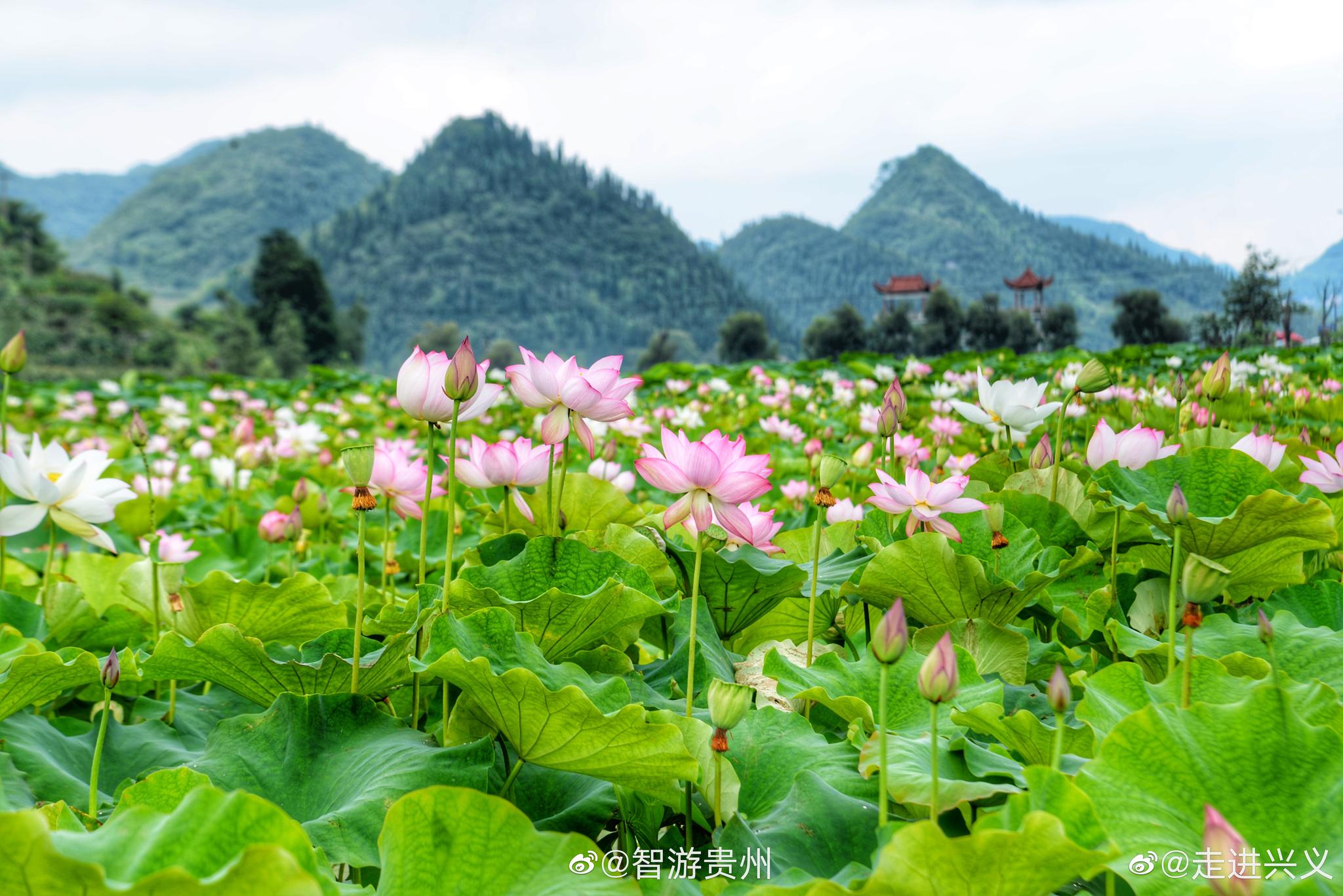 贵州安龙十里荷花盛开迎客来