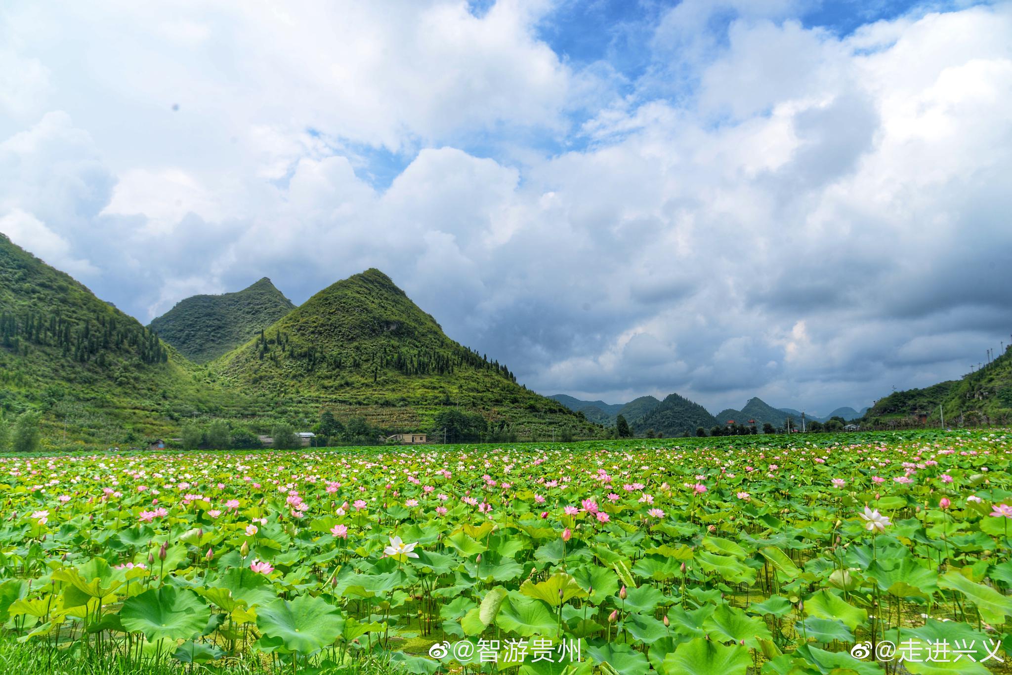 贵州安龙十里荷花盛开迎客来