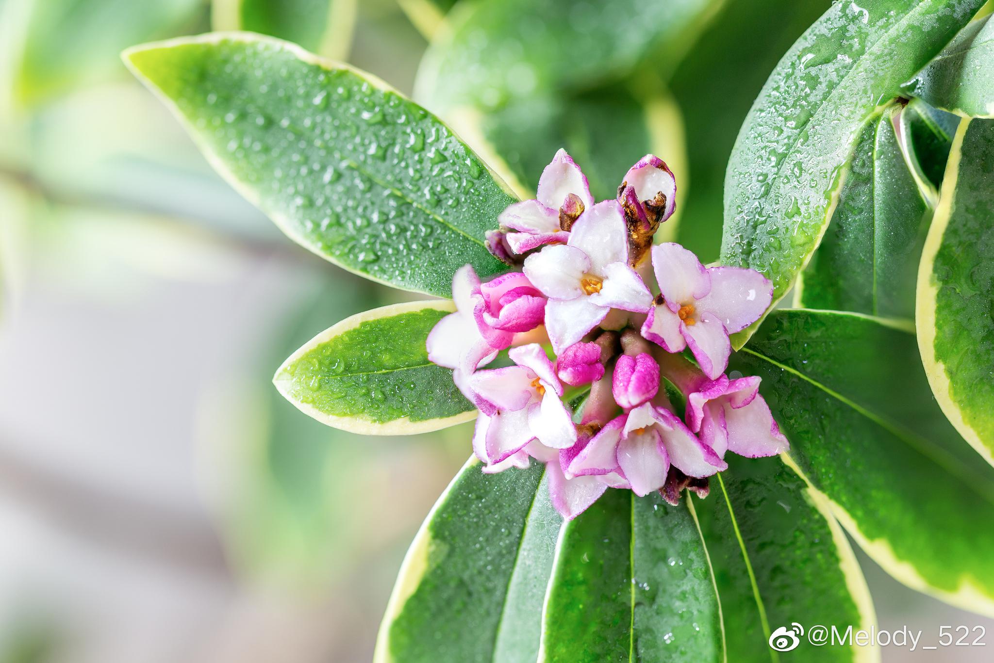 金边瑞香花已开,春天要来了