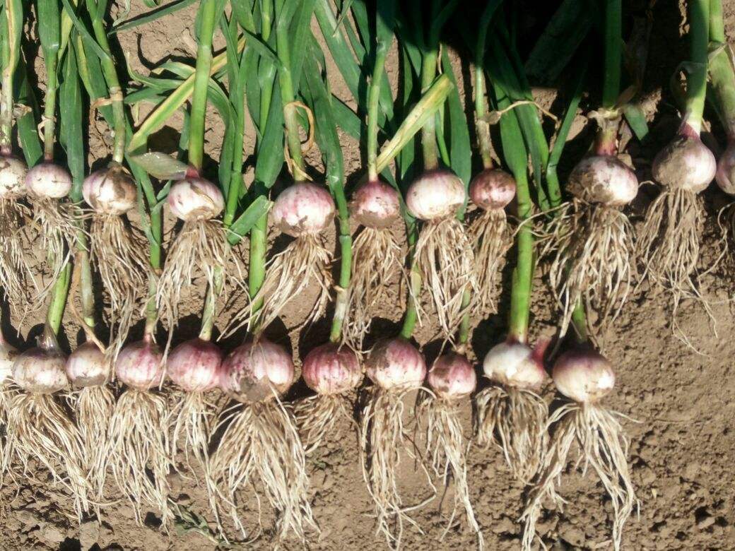 独头蒜是怎么形成的,如何种植呢?