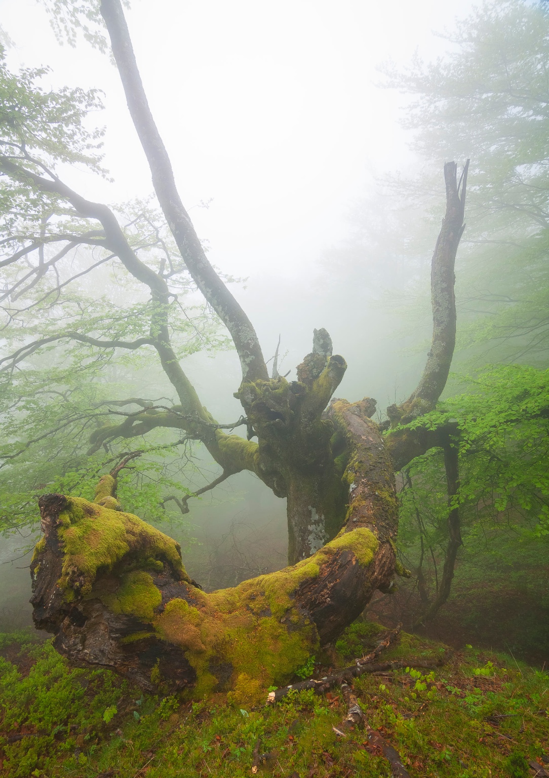 坐见夏木林,忽有秋叶飞 .