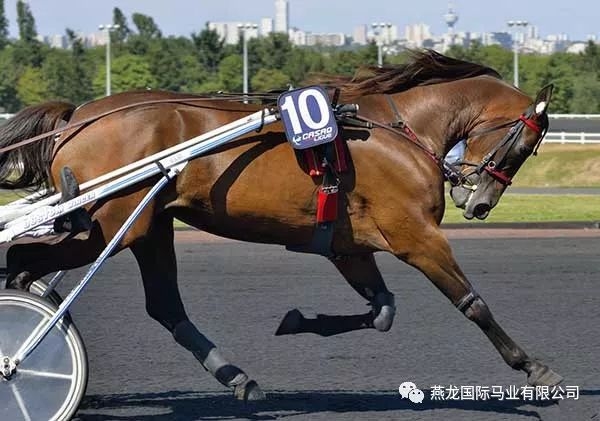 燕龙马业马术课堂:靠"走"夺冠的独特马种—— 法国快步马