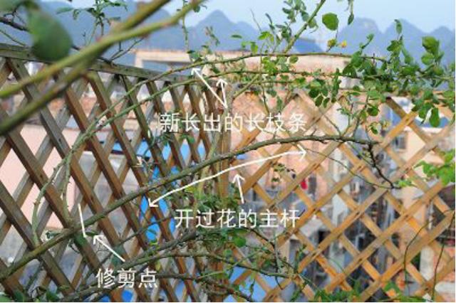 月季养成大花墙,全看冬天会不会剪,剪错了一年没花看!
