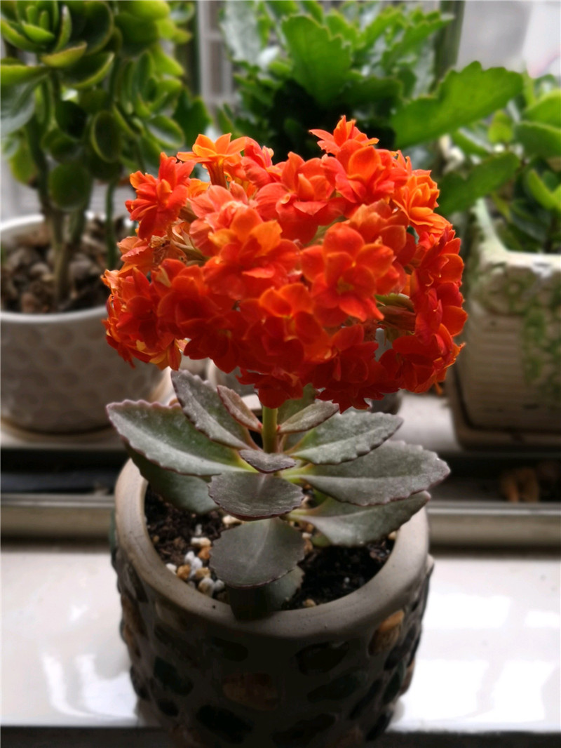 长寿花|养护|主子_新浪新闻