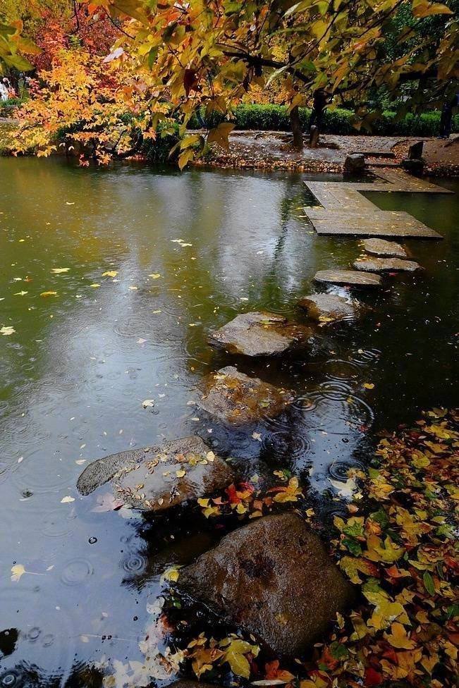 秋风秋雨秋意凉,叶飞叶落叶纷黄
