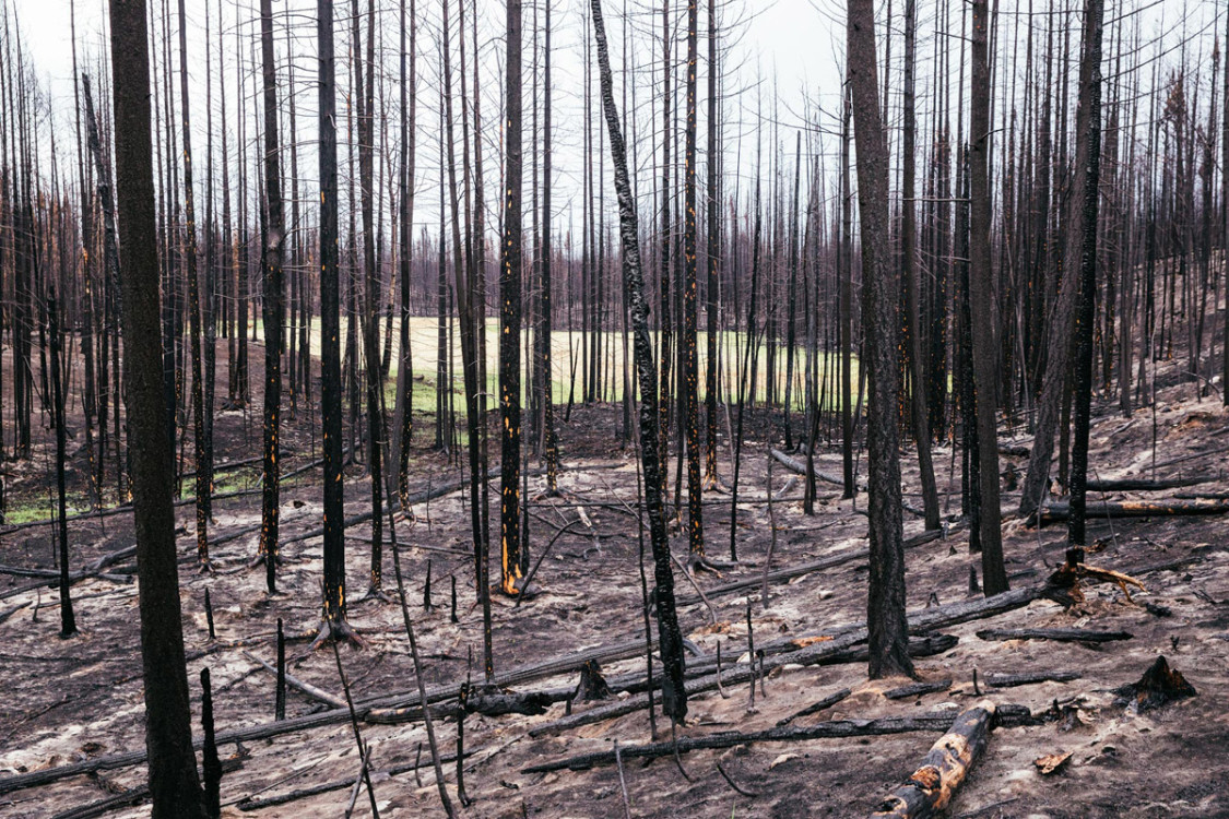 森林大火过后图片