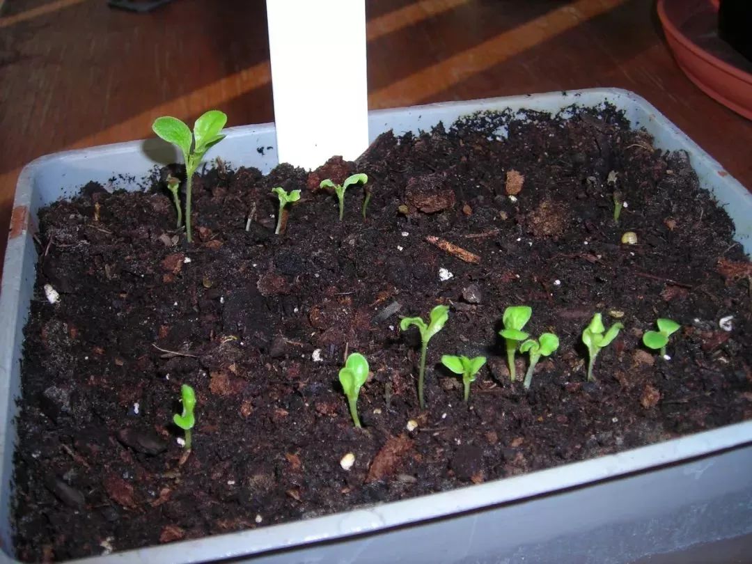 种院子里可轻松长一大片的勿忘我,还能播种养成盆栽