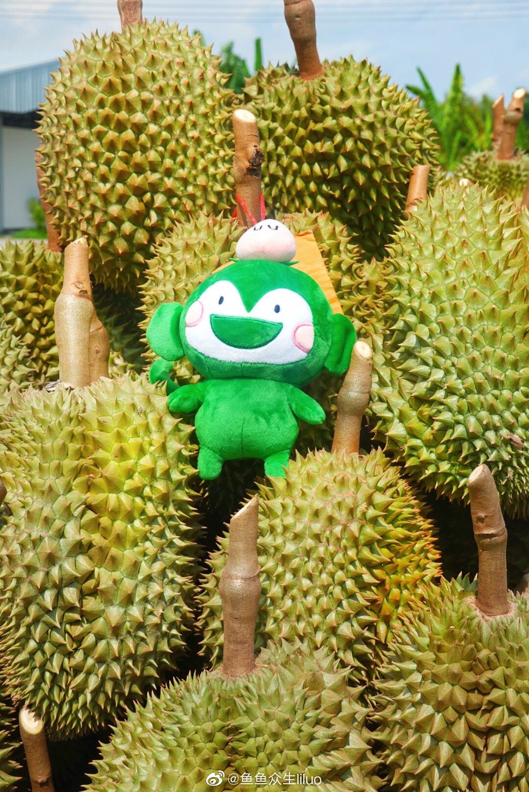 曼谷驱车三小时抵达尖竹汶府,空气里都开始弥漫着榴莲的香气