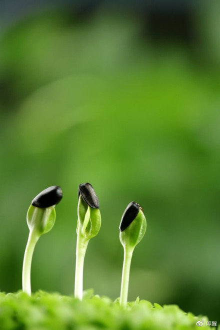 but when plainly cannot resist the yearning.