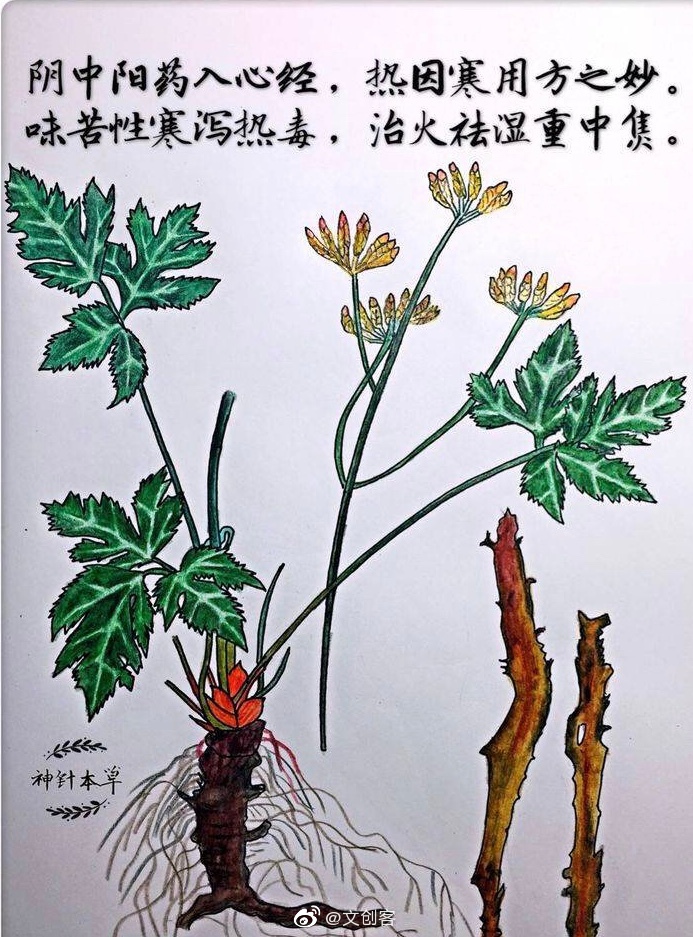 大学老师手绘中草药还配了诗歌