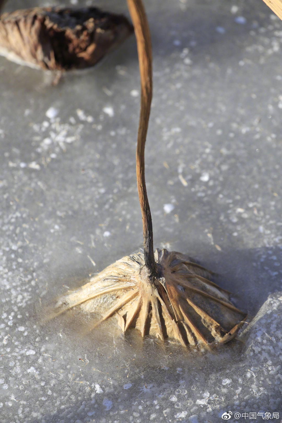莲茎瘦藕根长在盛开与衰败之间生命有了不同形态的展现