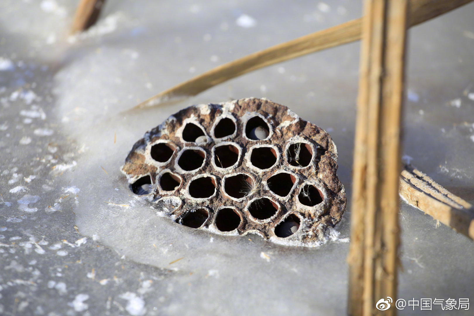 莲茎瘦藕根长在盛开与衰败之间生命有了不同形态的展现