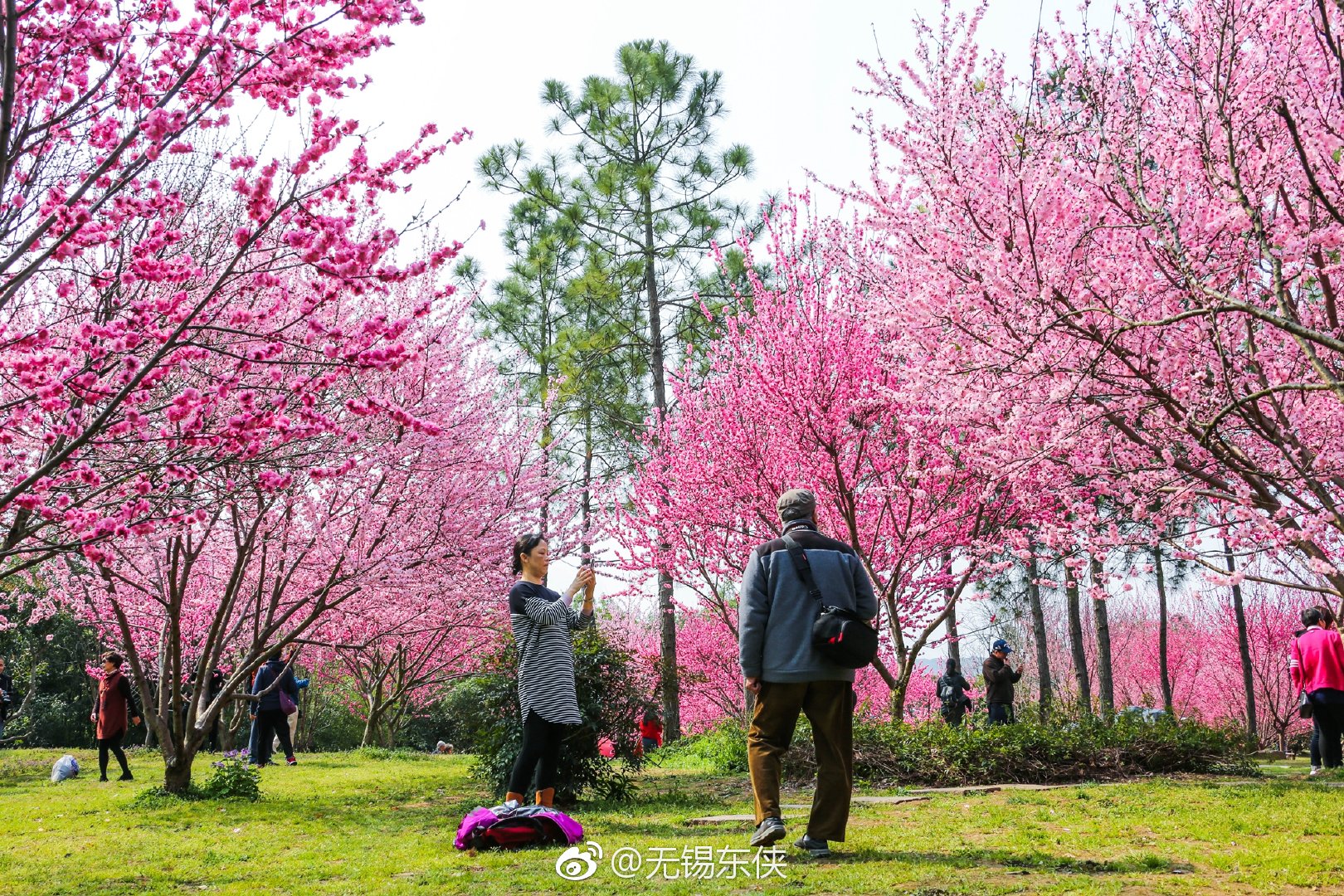今天的无锡蠡园公园,桃花依旧笑春风人们扬在脸上的笑容