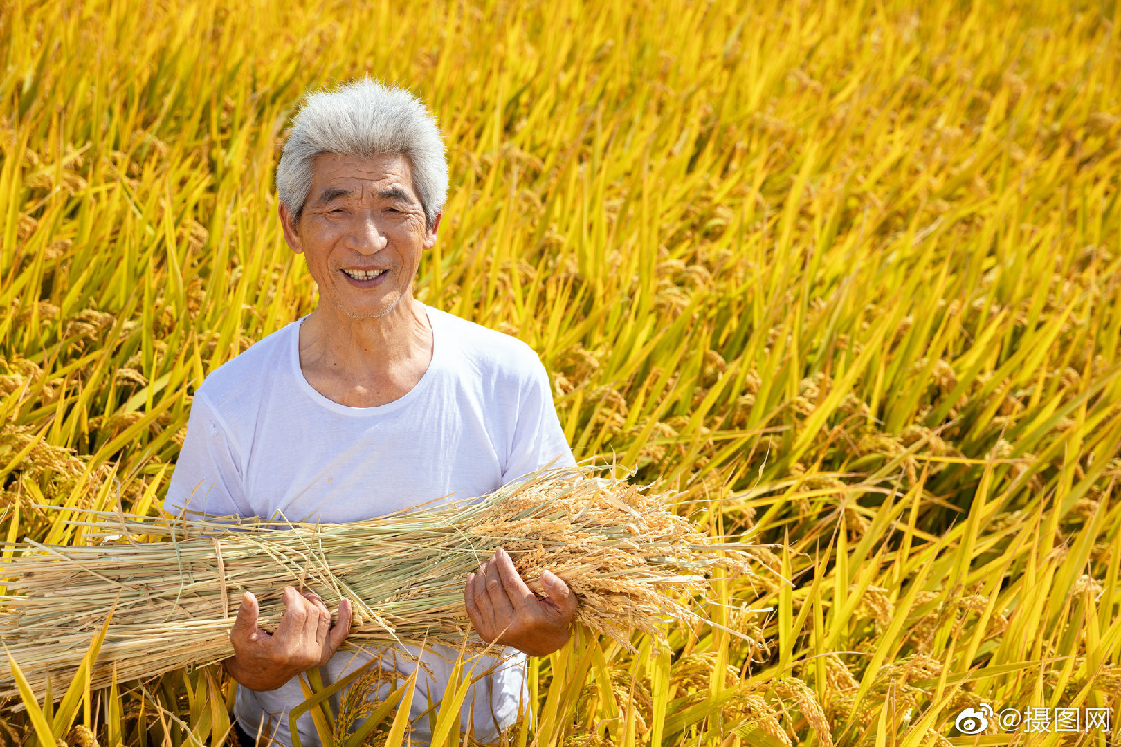 金灿灿稻田➕可爱农民伯伯,又是一年大丰收_高清图集_新浪网