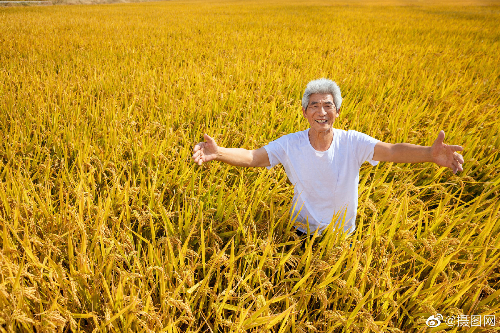 金灿灿稻田➕可爱农民伯伯,又是一年大丰收_高清图集_新浪网