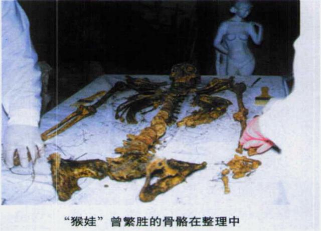 猴娃是人猴杂交的野人?20年前,专家在猴娃遗骨上发现了什么?