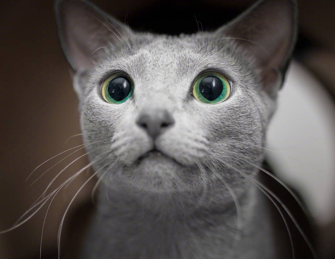 俄罗斯蓝猫两姐妹xafi和auri碧绿的眼睛像莹润透亮的宝石