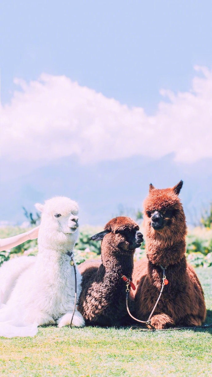30s点赞羊驼壁纸会有意料之外的惊喜
