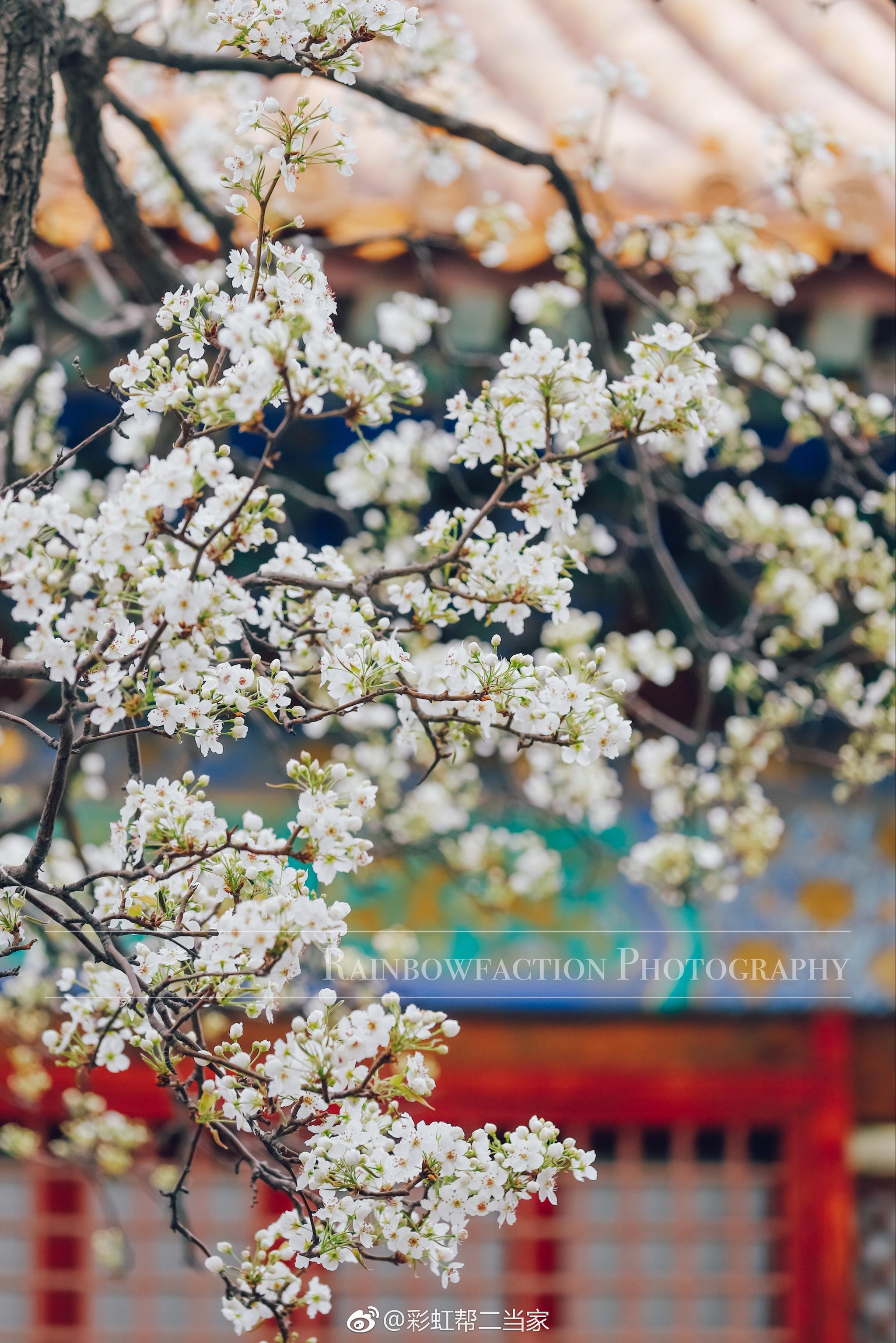 紫禁城内梨花落如雪故宫最美的两处梨树一在寿康宫