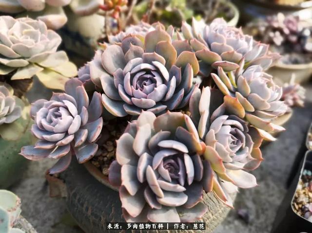 养多肉是最好的治愈!|神仙水|法师|包菜_新浪新闻