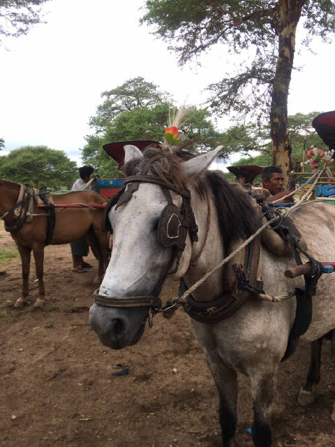 吹着风,淋着雨,坐着小马车,听着清脆的马蹄声,爽歪歪