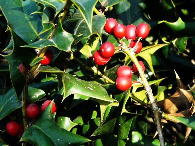 农村"枸骨",曾经是"皇家观赏树",浑身长着尖刺还能防盗