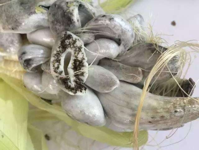 发霉的玉米居然能吃? 一斤的价格还能卖到50多块!