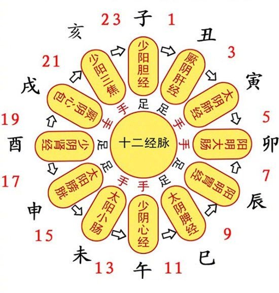 人体十二经络循行图(部分) 67人体十二经络循行图(部分) 67人体