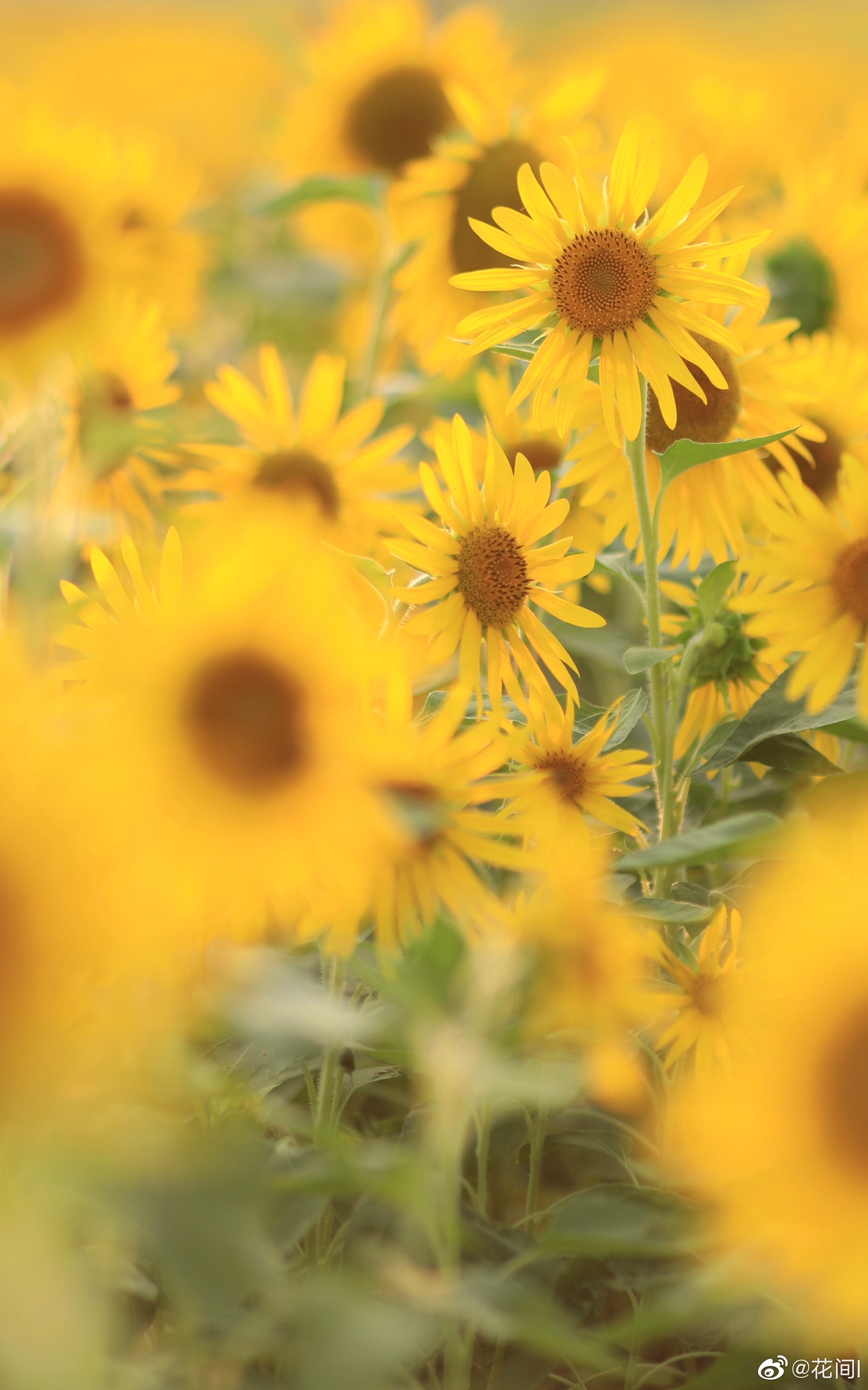 生如夏花之绚烂|夏花_新浪新闻