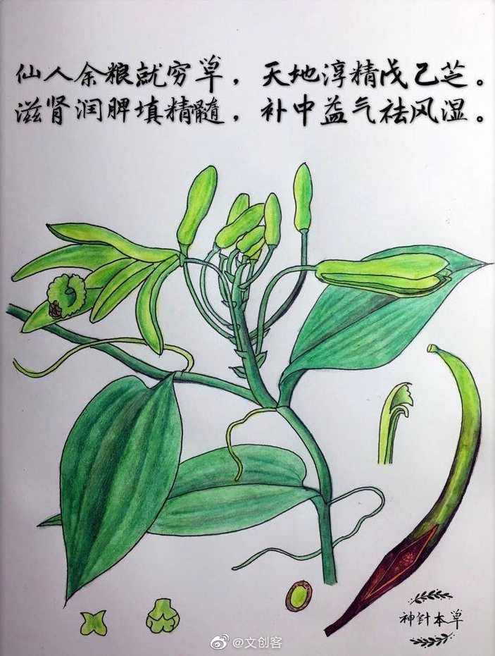 淫羊藿,黄芪,黄精……这些总是听说却从不认识的中草药被李蕊老师画