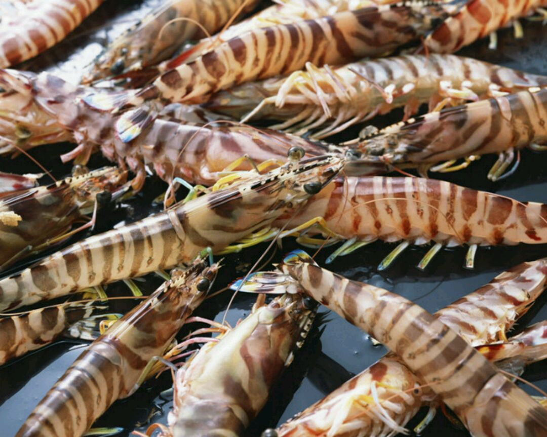 九节虾一道美味的海鲜很多人喜欢的