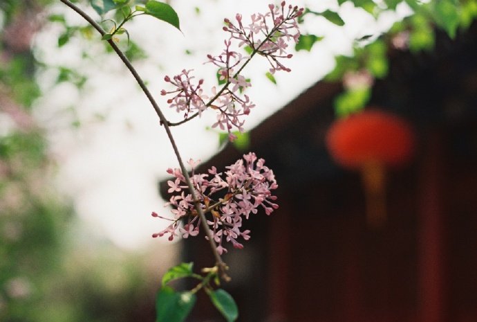 玉堂香暖珠帘卷