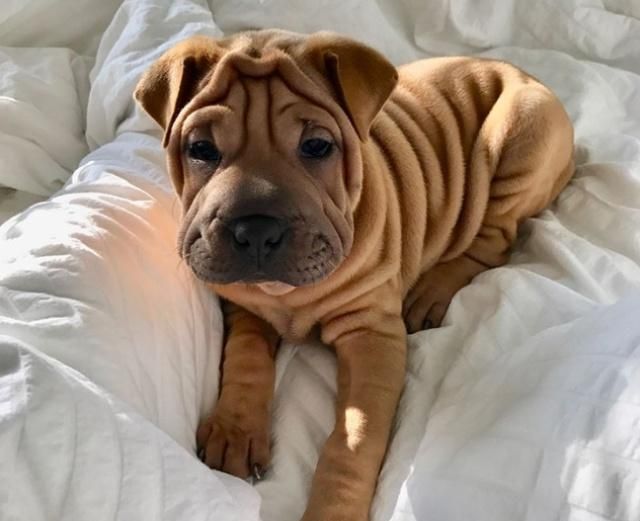 纯种|牧羊犬|沙皮犬_新浪新闻