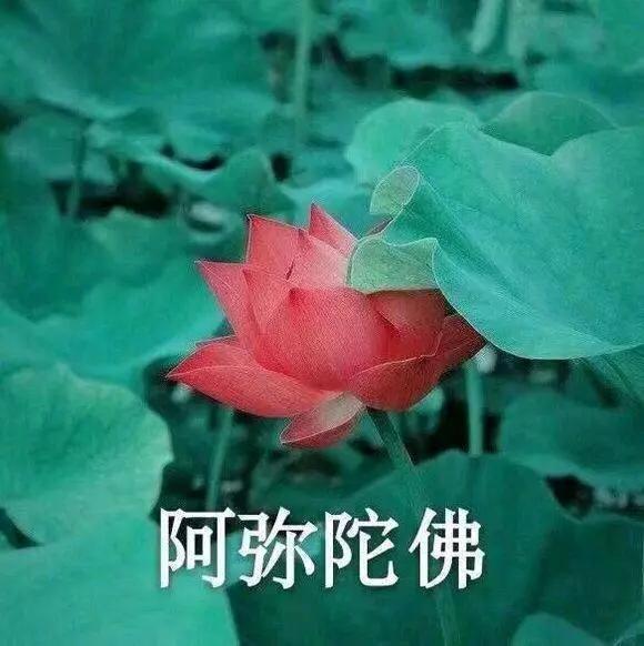 荷花表情包:姐姐你真好看