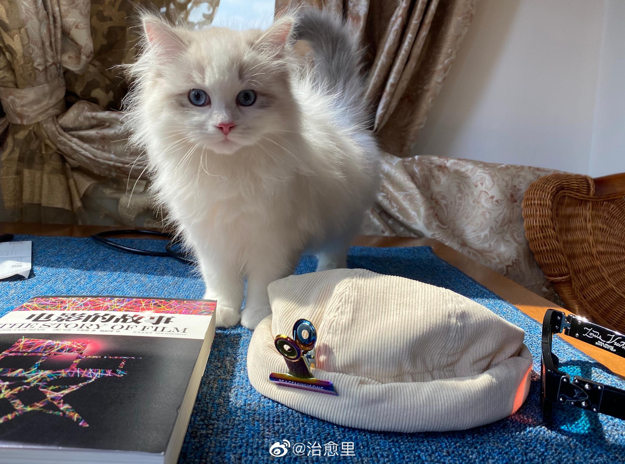 我养了一只猫咪叫做77,是一个弟弟.