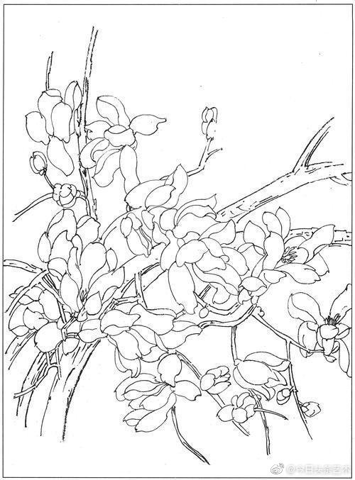 国画玉兰白描线稿