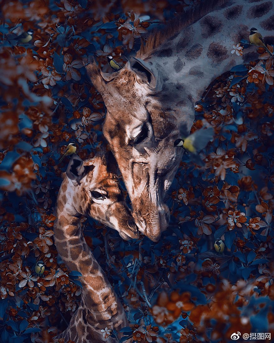 瑞典艺术家andreashaggkvist濒危物种的摄影作品