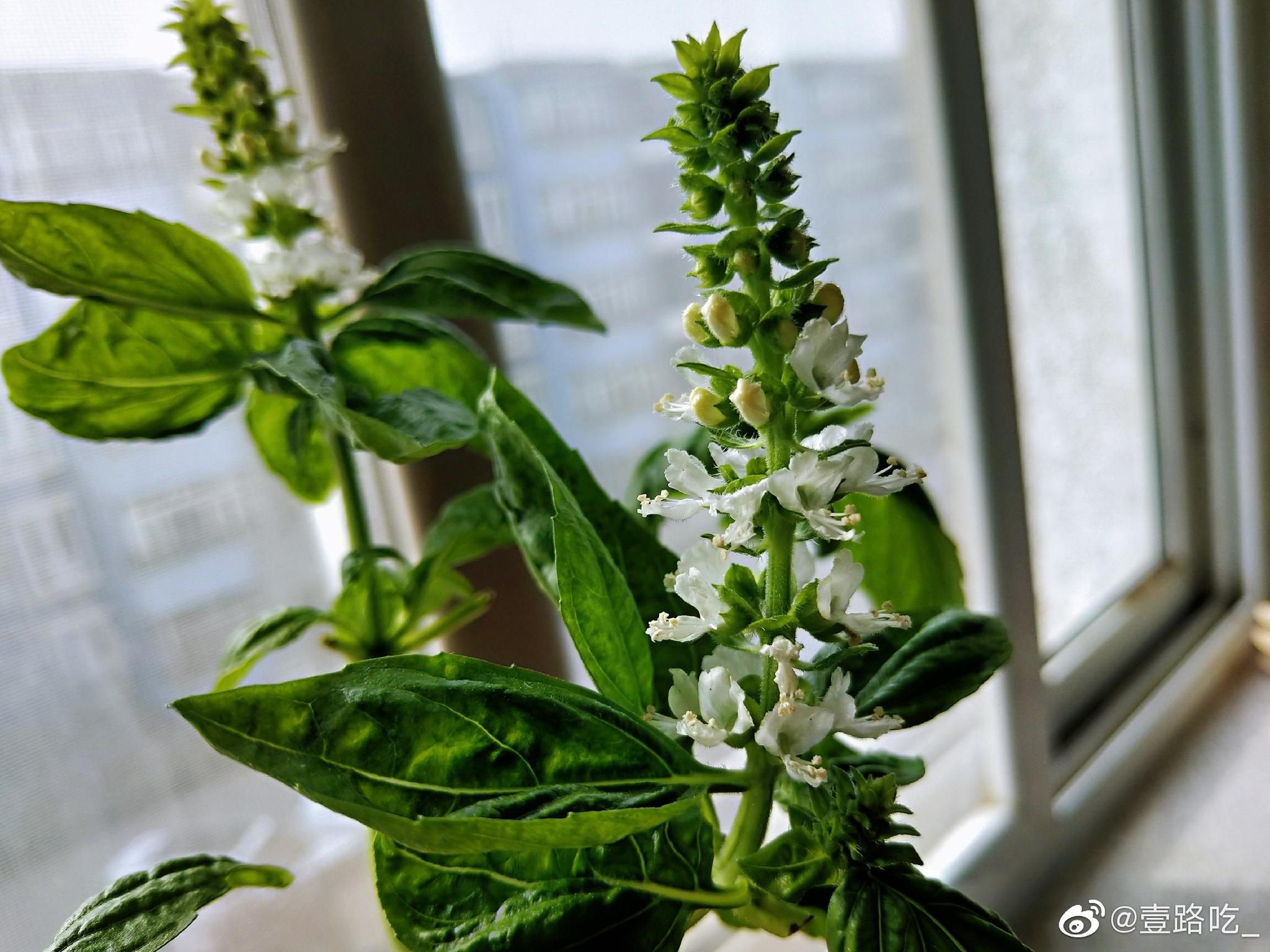 春天真是万物生发的季节哇一帆风顺开花了罗勒开完花也打籽了