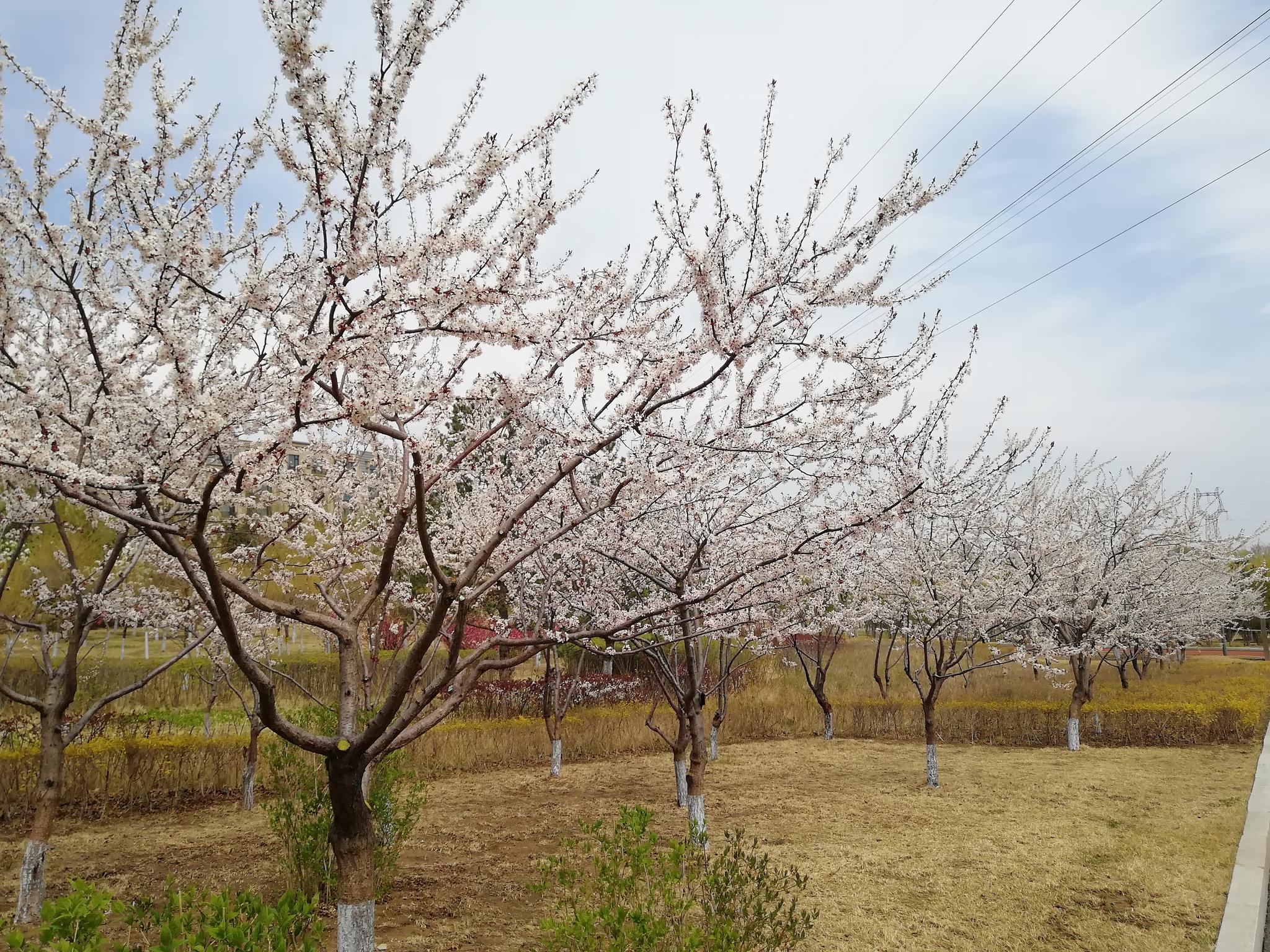 长春梨花园,来过吗?