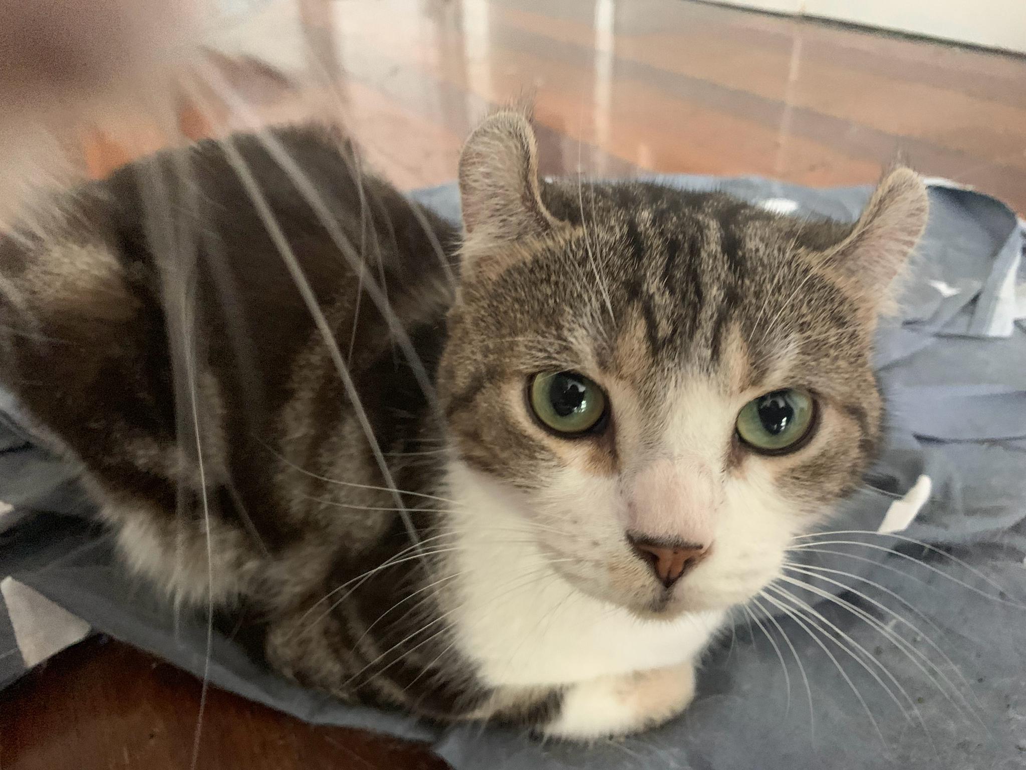 我家猫真可爱蠢萌蠢萌的