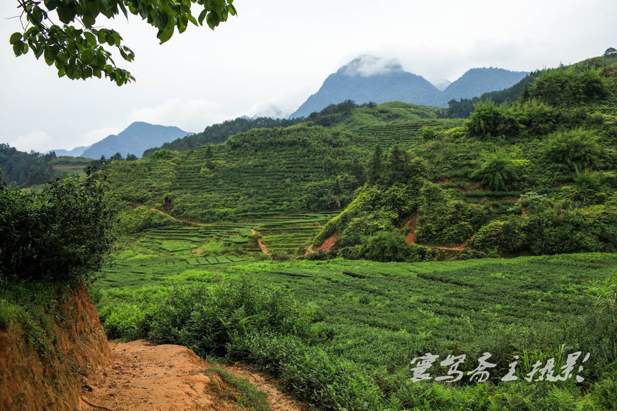 闽南采风来到安溪蓝田就在这环境优美的古老茶乡里过一把茶瘾吧