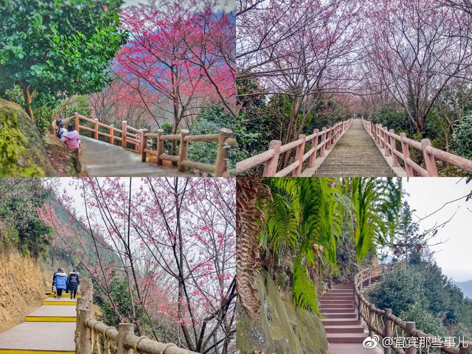 珙县龙茶花海景区图片