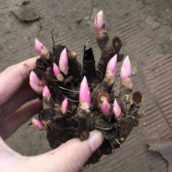 种根芍药花卉观花观叶俱佳,味道有些苦和酸,别名别离草,花中宰相,现已