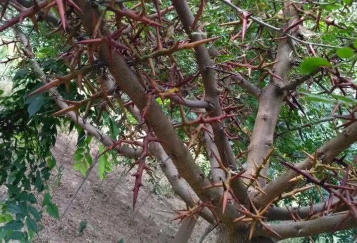 农村有种外表奇怪的树木,刚出土时就是刺,农民称"家园保护神"