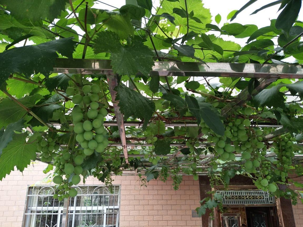 在阳台架一个葡萄架,来年就能吃上,酸甜可口真馋人!