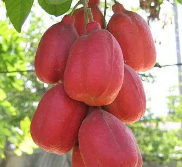 西非荔枝果被称为蔬菜大脑是牙买加的国果